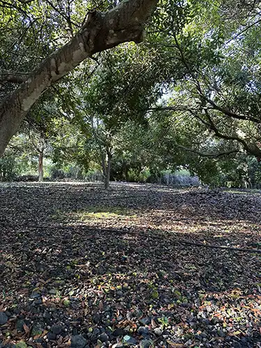 macadamia nut orchard